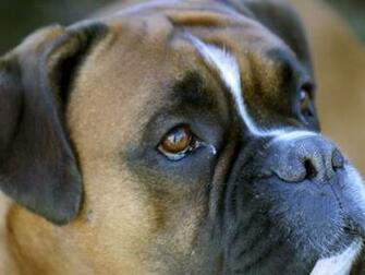 Dog Screensaver Screensavers