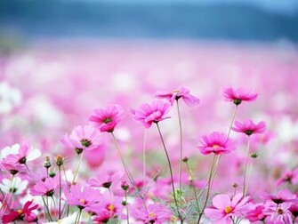 Spring Pink Flower Wallpaper High Definition Quality