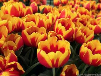 Orange Flowers Wallpaper