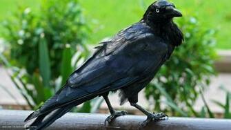 Raven Australian Black Bird HD Widescreen Wallpaper Birds