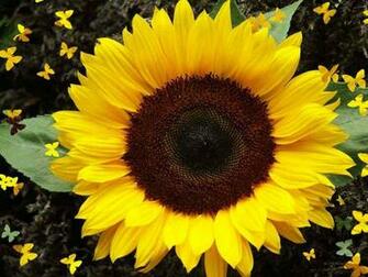 Sunflower Flower Desktop Computer Wallpaper Jpg