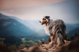 Dog Aesthetic Wallpaper