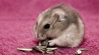 Hamster On A Pink Carpet