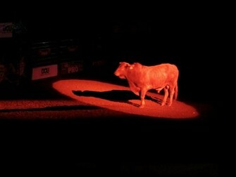Wallpaper For Pbr Bulls