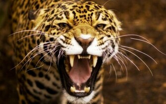 Wild Cat High Quality And Resolution Wallpaper On