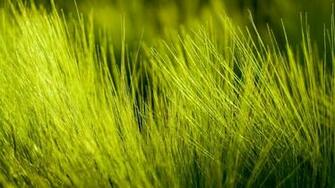 Green Grass Wallpaper