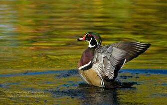 Gallery For Gt Duck Desktop Wallpaper