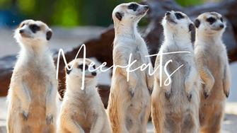 Zoom Virtual Background Meerkats Chookapeck