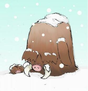 Piloswine Photos Full HD Pictures For Your