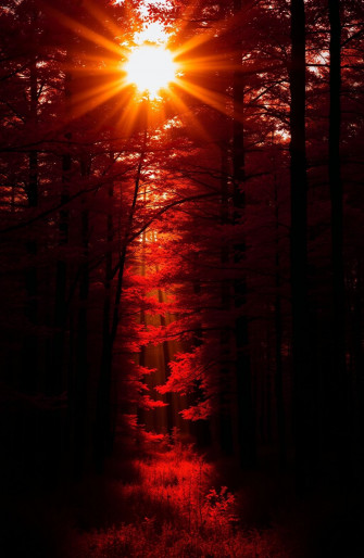Red Forest Wallpaper