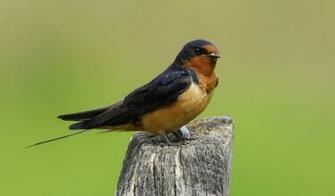 Barn Swallow Austria National Bird Wallpaper9