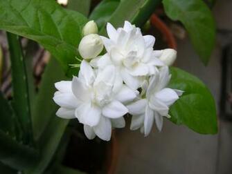 Jasmine Philippines National Flower Full Desktop Background