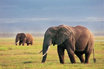 Elephant Wallpaper HD Pictures One