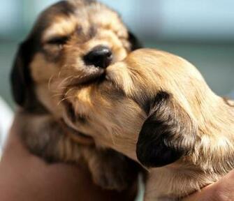 Cute Dogs And Puppies