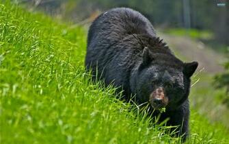 HD Bear Wallpaper Directly From Our Cool
