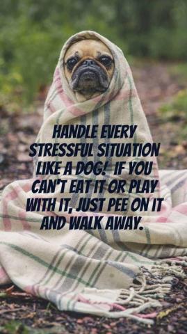 Dog Wallpaper I Phone And Android HD Sized Homescreen