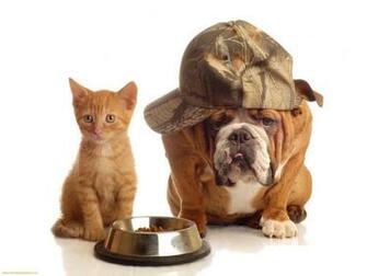 Kitten And Puppy Background HD Wallpaper Background Desktop