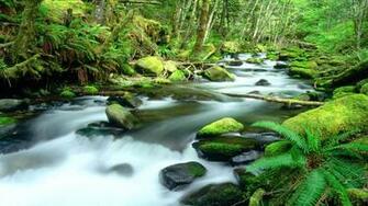 Daintree Rainforest HD Wallpaper Background