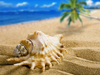 Seashells On The Beach Wallpaper