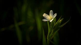 Dark Flower Wallpaper