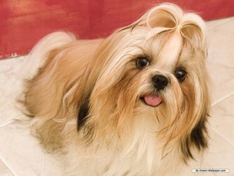 Toy Dog Wallpaper Dogs
