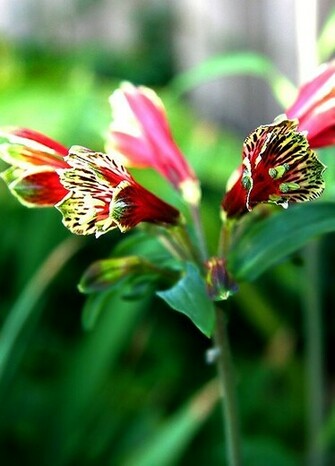 Spot Flower Desktop Background Photo Html