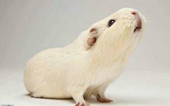 HD Wallpaper Guinea Pig