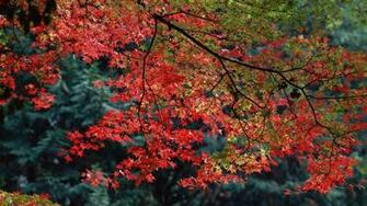 Thanksgiving Wallpaper Empressgirliephotos Full HD