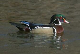 Pics Photos Wood Duck Wallpaper