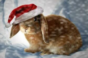 Christmas Bunny By Theworldiveknown