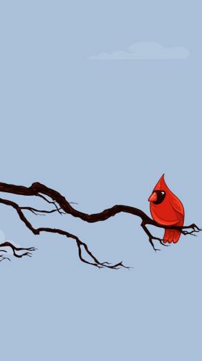 Red Cardinal Wallpaper