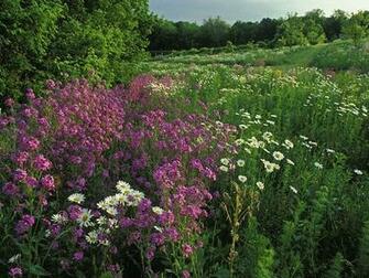 Wallpaper Packs Vol Flower Summer Wildflowers
