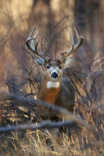 Whitetail Bucks