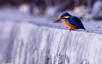 Sapphire Kingfisher Wallpaper