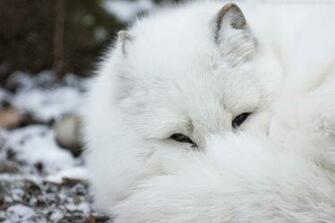 Arctic Fox HD Wallpaper I Picture Photo