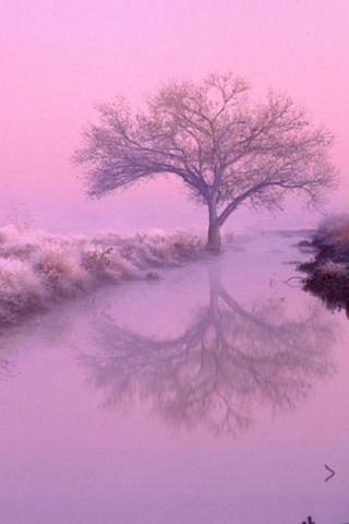 Frozen Trees iPhone Wallpaper HD For Your