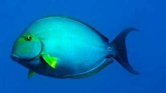 Ocean Fish Desktop Background Widescreen And HD Background Wallpaper
