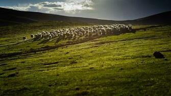 Sheep Wallpaper Desktop Computer