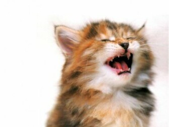 Funny Dogs Wallpaper Cute Cats Background