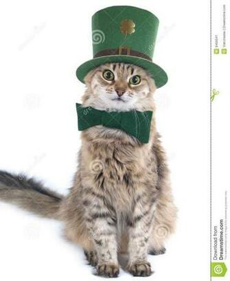 St Patrick S Day Cat Wallpaper On