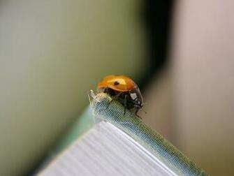 Ladybug HD Wallpaper Beautiful
