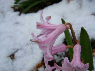 Winter Flowers Romantic Photography White