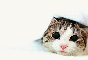 Cats Nature My Cat Wallpaper Desktop Hq Background WallHD