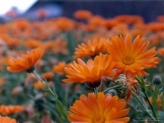 Flower Power Flowers Wallpaper