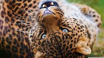 Wild Cats HD Wallpaper Picserio