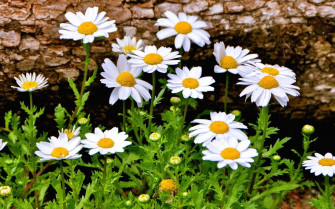 Close Up Of A White Daisy Flower Brilliant Dais Wallpaper