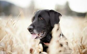 Yellow Lab Wallpaper For Computer Background
