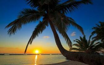 Palm Tree Beach Wallpaper