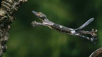 Desktop Wallpaper Gallery HD Notebook Gecko Exotic Animals
