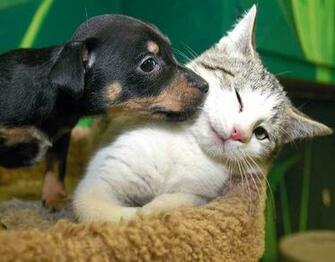 Animals Pictures And Their Homes Love Pics